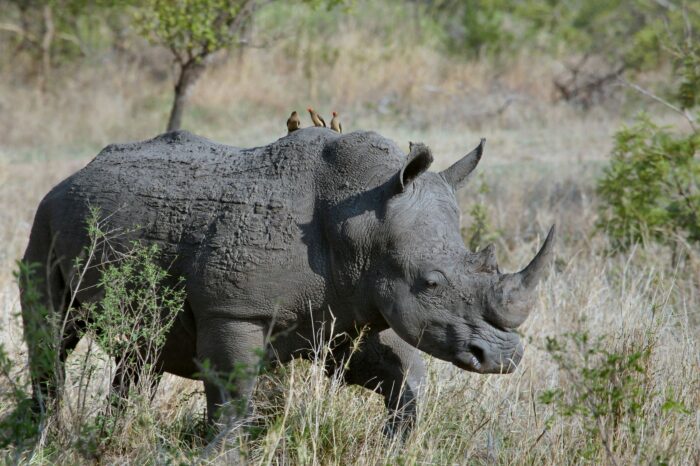 AMAZING MEGHALAYA WITH KAZIRANGA NATIONAL PARK  6 NIGHTS / 7 DAYS TOUR PACKAGE